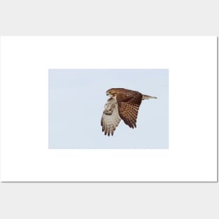 Red-tailed Hawk Posters and Art
